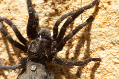 Chaetopelma olivaceum