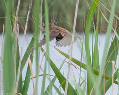 Acrocephalus gracilirostris gracilirostris