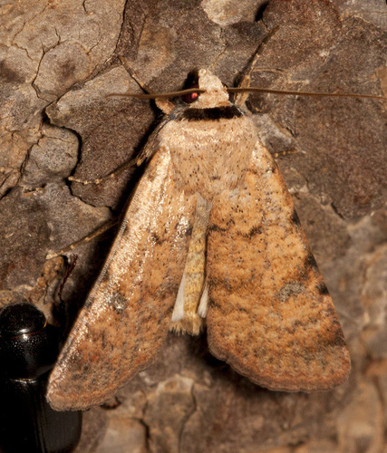 Anicla exuberans