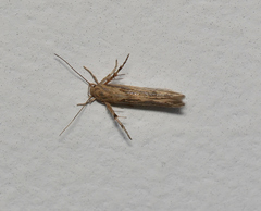 Stathmopoda melanochra