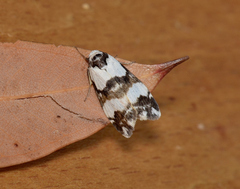 Thallarcha albicollis