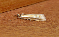 Hednota grammellus