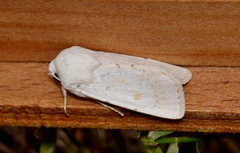 Proteuxoa cyanoloma