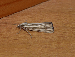 Rhynchopsota delogramma