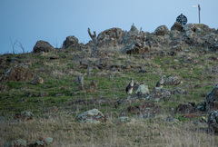 Osphranter robustus robustus