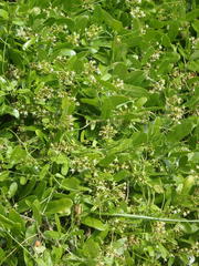 Cynanchum ellipticum