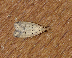 Atheropla decaspila