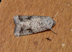 Proteuxoa amaurodes