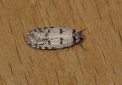 Scatochresis episema