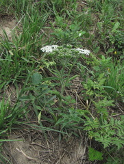 Heracleum chorodanum