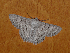 Crypsiphona tasmanica