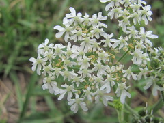 Heracleum chorodanum