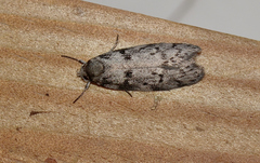 Palimmeces hemiphanes