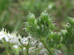 Heracleum chorodanum