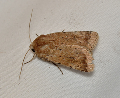 Proteuxoa senta