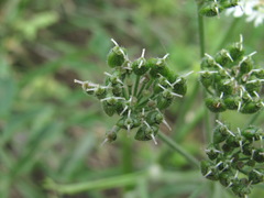 Heracleum chorodanum