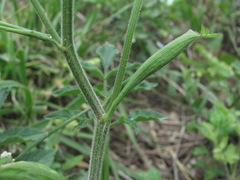 Heracleum chorodanum