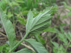 Heracleum chorodanum