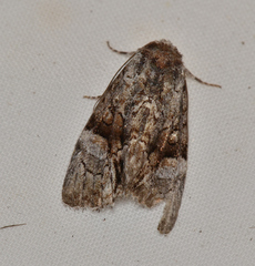 Epicyrtica leucostigma