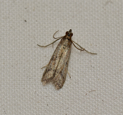 Asarta fuliginosa