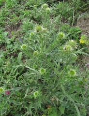 Cirsium ciliatum