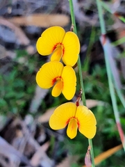 Bossiaea ensata