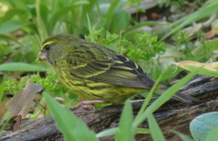 Crithagra scotops umbrosa