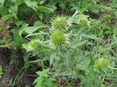 Cirsium ciliatum