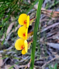 Bossiaea ensata