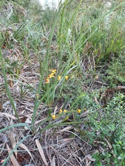 Bossiaea ensata
