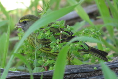 Crithagra scotops umbrosa