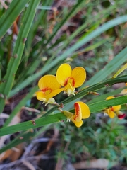 Bossiaea ensata