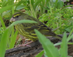 Crithagra scotops umbrosa