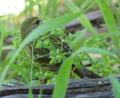Crithagra scotops umbrosa