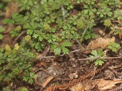 Hydrocotyle dissecta