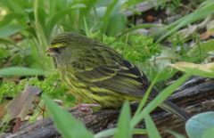 Crithagra scotops umbrosa