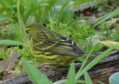 Crithagra scotops umbrosa