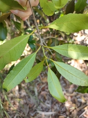 Elaeodendron melanocarpum