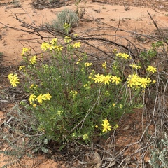Senecio spanomerus