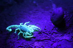 Leiurus hebraeus