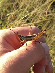 Mermiria intertexta