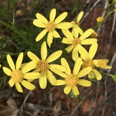 Senecio spanomerus