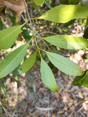 Elaeodendron melanocarpum
