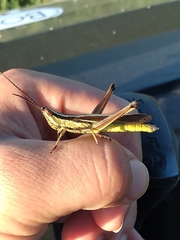 Mermiria intertexta