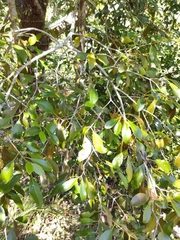 Elaeodendron melanocarpum