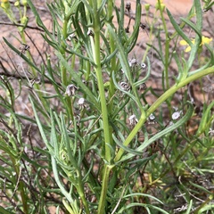 Senecio spanomerus