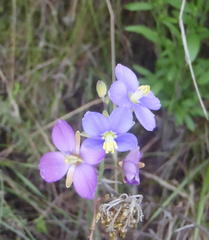 Heliophila linearis linearifolia