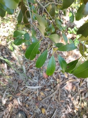 Elaeodendron melanocarpum