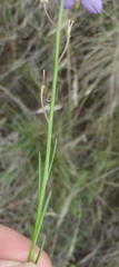 Heliophila linearis linearifolia