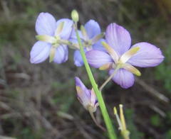 Heliophila linearis linearifolia